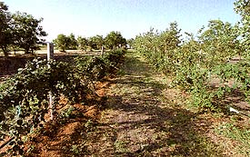 
We recommend growing the Doyle either on a seven-foot post or on a fence. For a small yard or garden, a post is very effective. 

